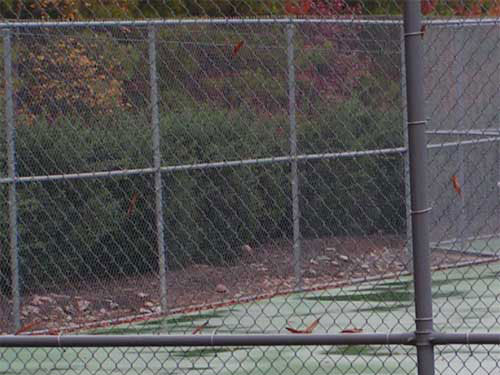 recreational fencing